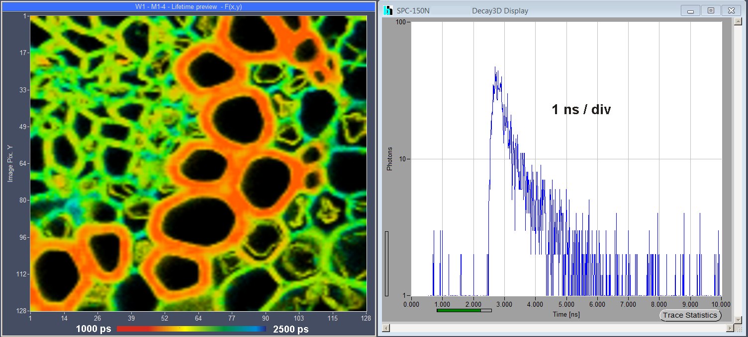 FLIM изображение образца ландыша FLIM изображение образца ландыша